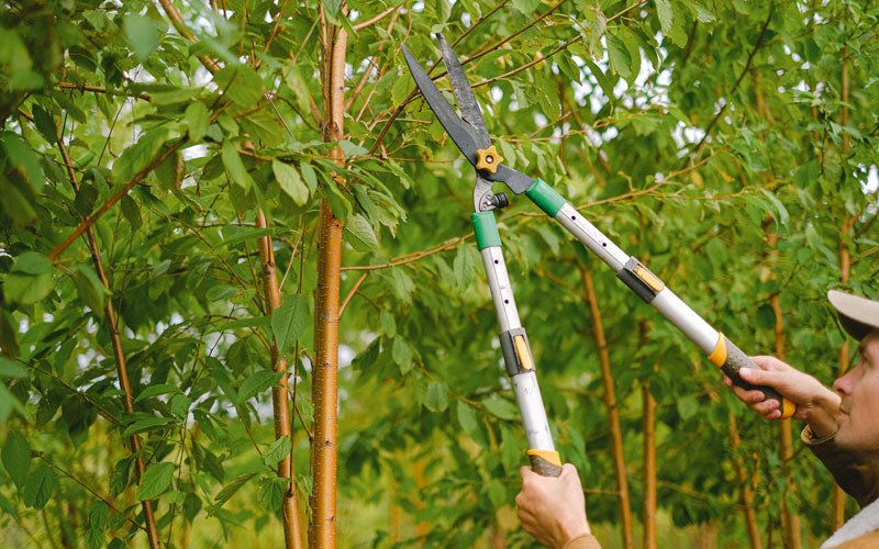 Tree trimming in Murrieta, CA